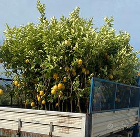 Albero di limone
