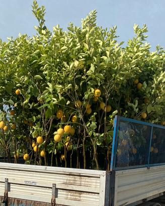 Albero di limone