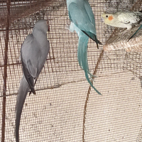 Parrocchetti dal collare