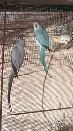 Parrocchetti dal collare