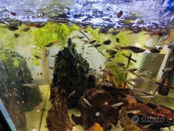 Guppy Ancistruss caridine