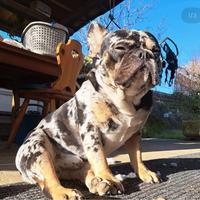 Splendido bulldog francese per monta