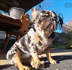 Splendido bulldog francese per monta