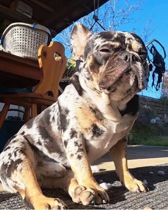 Splendido bulldog francese per monta