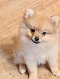 Cucciola di razza Pomerania