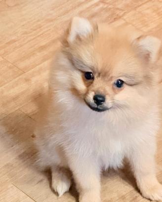 Cucciola di razza Pomerania