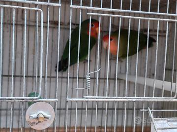 Coppia di inseparabili