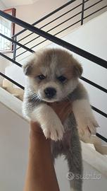 Cucciole Akita Inu con pedigree - 6 femmi