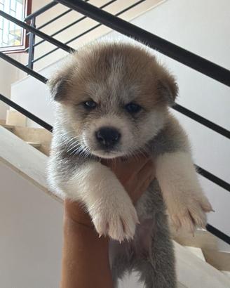 Cucciole Akita Inu con pedigree - 6 femmi