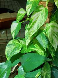 Pothos con palo