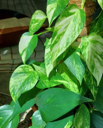 Pothos con palo