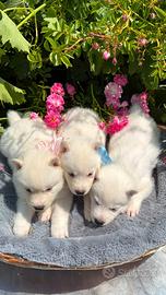 Siberian husky con pedigree ENCI
