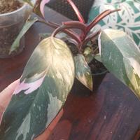 pianta di philodendron Pink princesh 