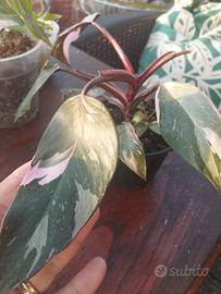 pianta di philodendron Pink princesh 