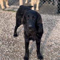 Flat Coated Retriever
