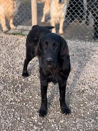 Flat Coated Retriever