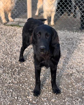 Flat Coated Retriever