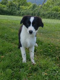 Border collie