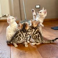Cuccioli bengala straordinari con pedegree