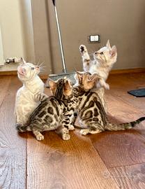 Cuccioli bengala straordinari con pedegree