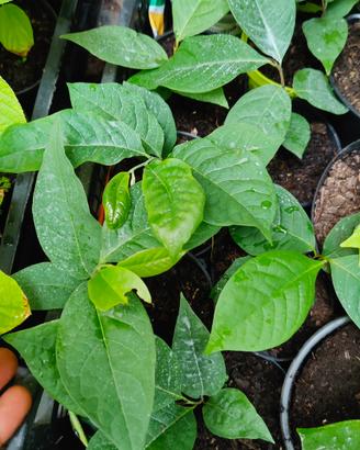 Asimina Triloba ( banano di montagna)