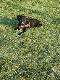 Amstaf incrocio corso