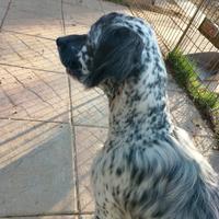 Setter inglese