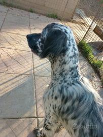 Setter inglese