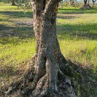 Piante olive secolari da giardino