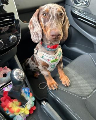 Bassotto Arlecchino per monta