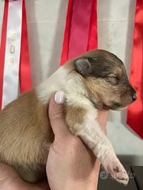 Cuccioli pastore scozzese con pedigree