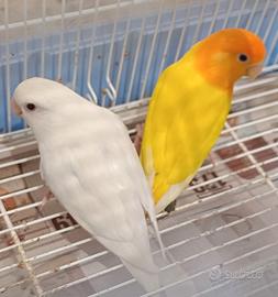 Pulli inseparabili x allenamento a mano