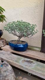 prebonsai mix
