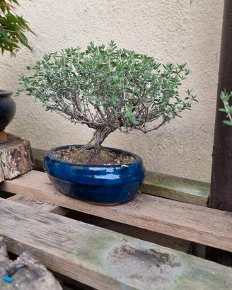 prebonsai mix