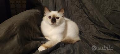 Gatto Sacro di Birmania