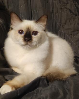Gatto Sacro di Birmania