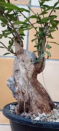Bonsai 