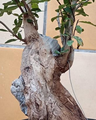Bonsai 