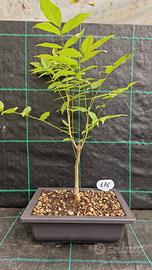 Bonsai di Glicine Wisteria Sinensis 176