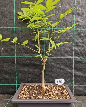 Bonsai di Glicine Wisteria Sinensis 176
