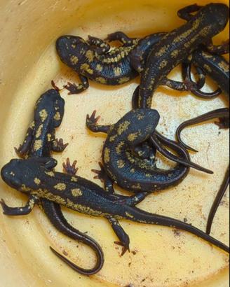 Cynops ensicauda popei (tritone)