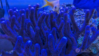 Stylophora Pistillata Milka