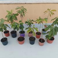 PIANTE DI AVOCADO 