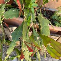 Talee di pianta di Epiphyllium phyllanthus