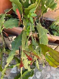 Talee di pianta di Epiphyllium phyllanthus