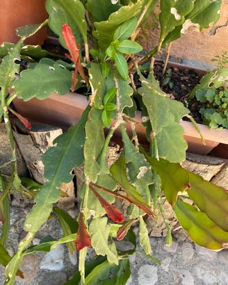 Talee di pianta di Epiphyllium phyllanthus