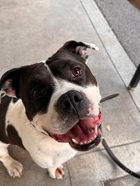 American Staffordshire per accoppiamento