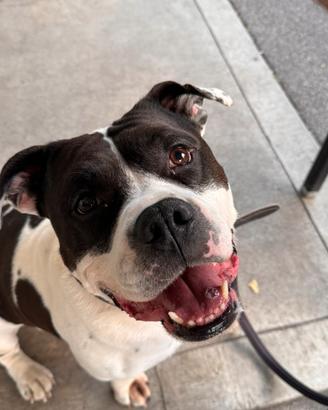 American Staffordshire per accoppiamento