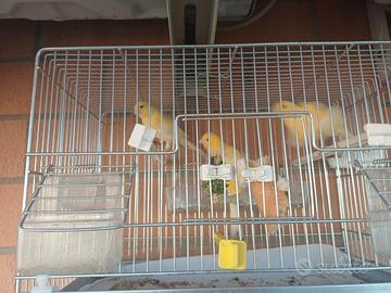 3 canarini