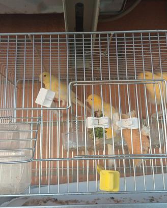 3 canarini
